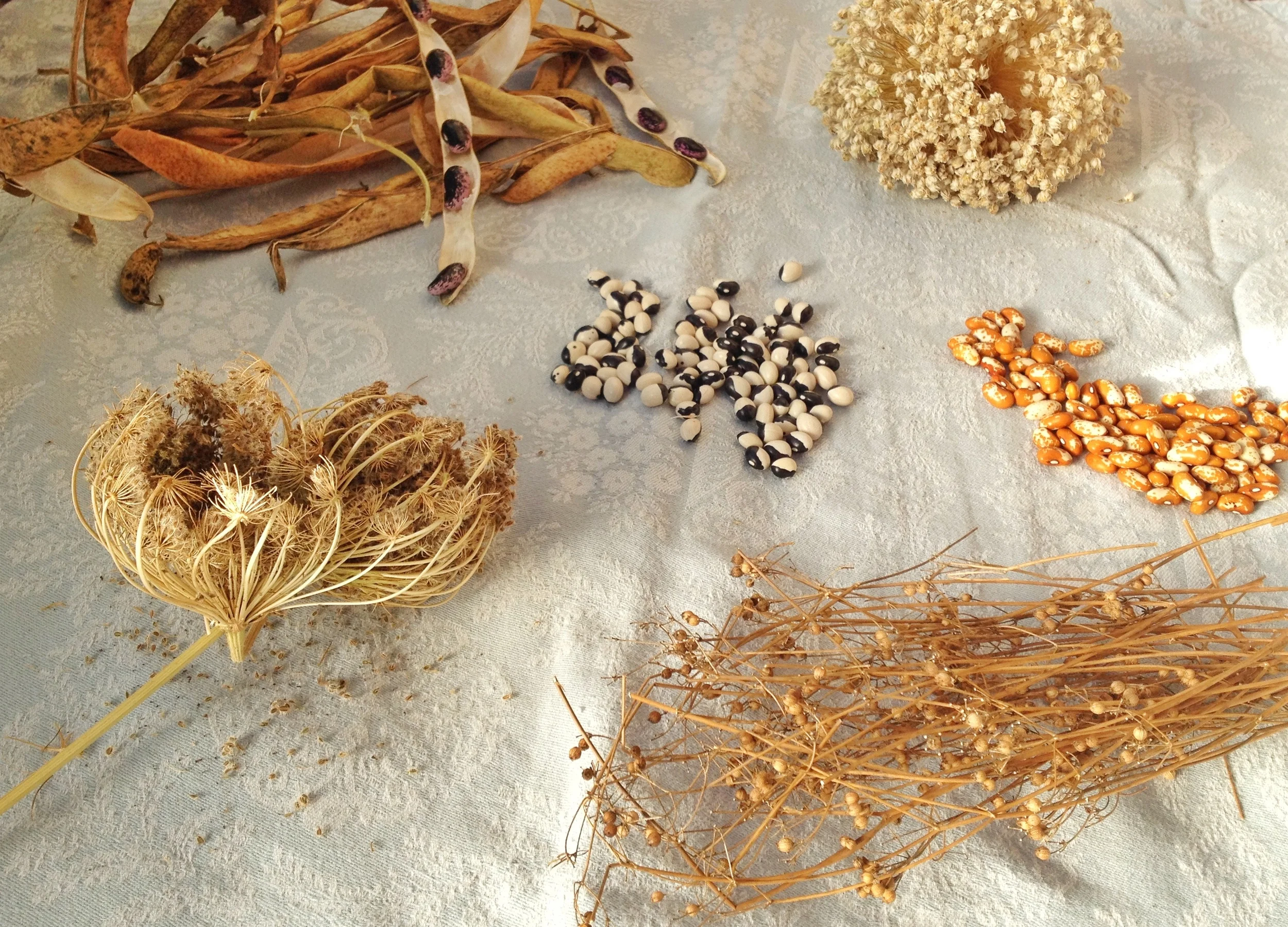 Seeds.jpg
