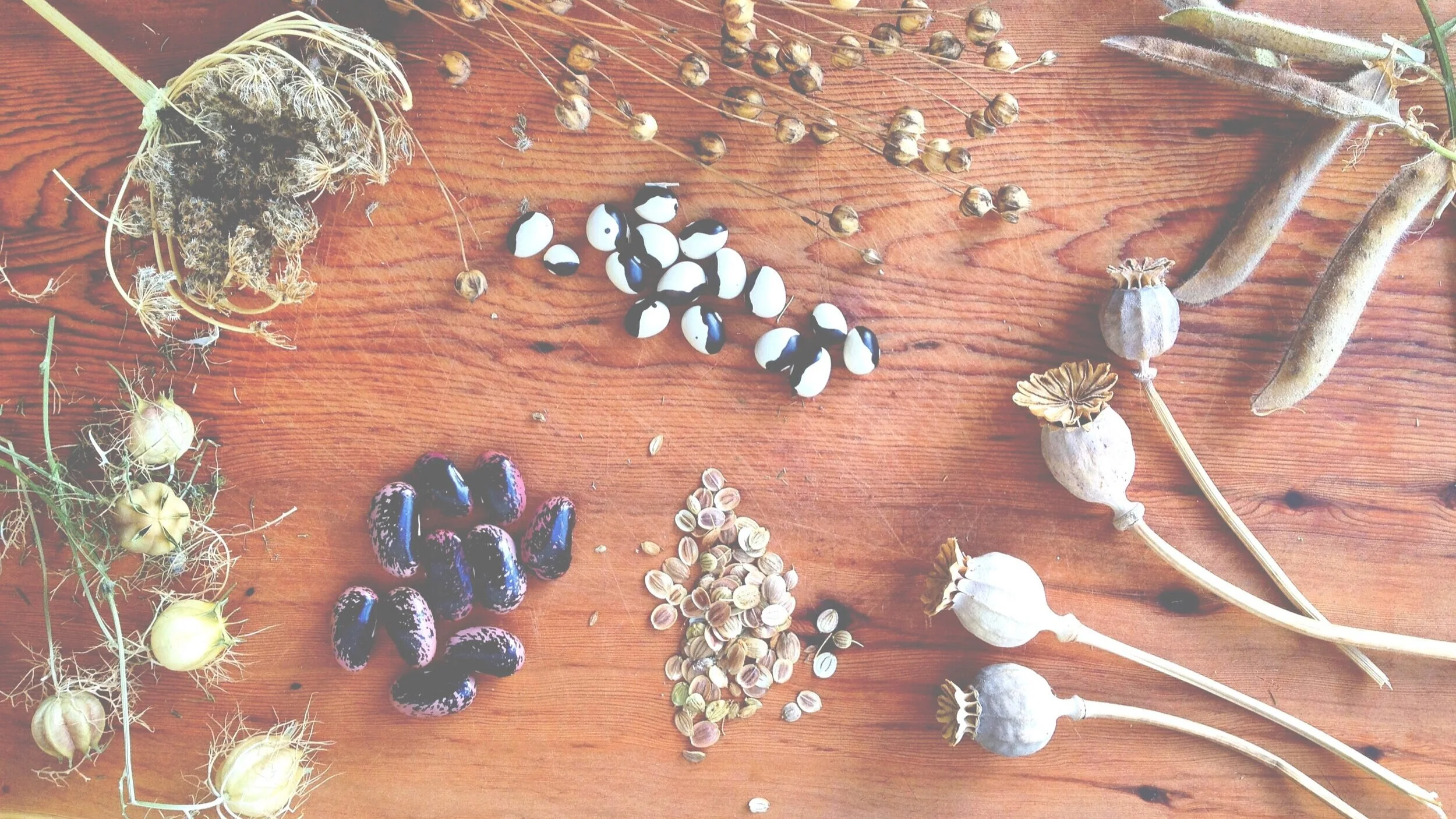 Seeds2b.jpg