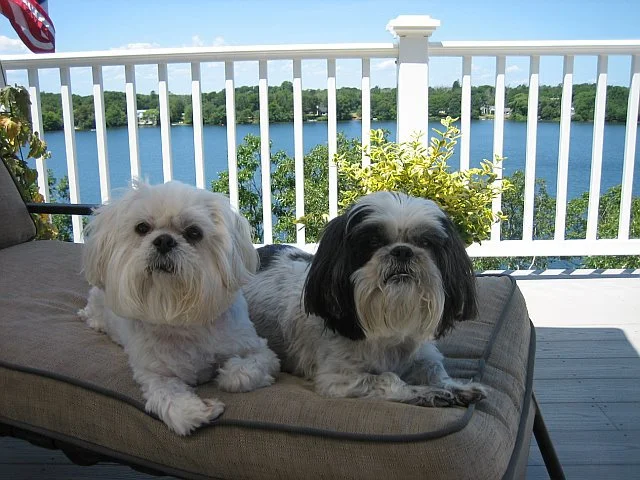 Beijing and Tai Chi chilling out on Cape Cod