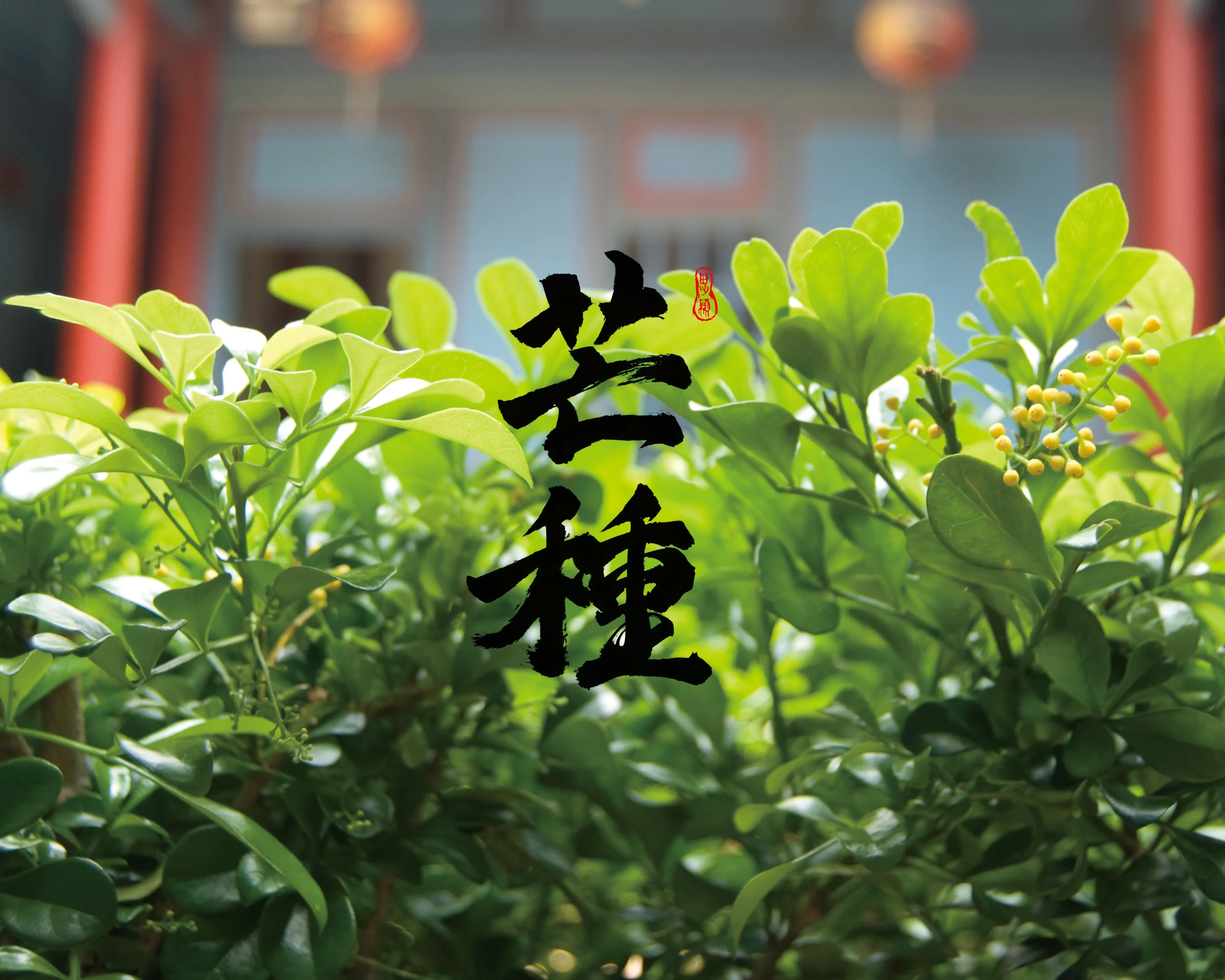 芒種桌布_手機版.jpg