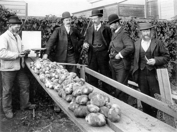 Potatoes.jpg