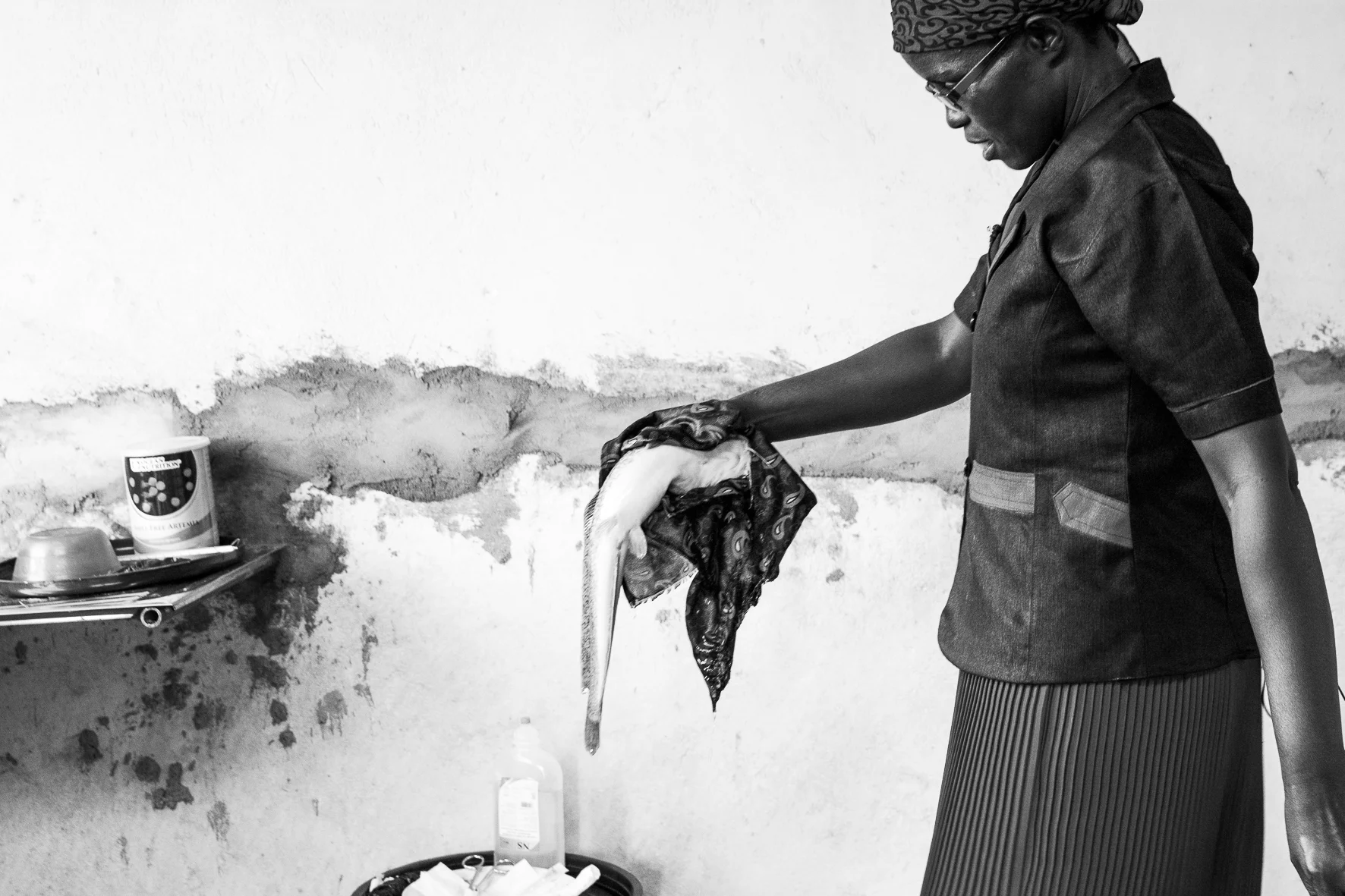 Rhoda Mwende is a catfish farmer from Kanyonga village in Mbeere South Sub-County. She has mastered the complex art of breeding and hatching the young fish. The single mother of three, who just five years ago depended on food aid, sold 40,000 catfish fingerlings to local farmers after the September rains, earning her KES 400,000. Rhoda has mastered the entire catfish breeding process - from injecting the female fish with hormones to stimulate egg production, to squeezing eggs out of the fish and removing semen manually from male fish to fertilize the eggs. Here she is pictured preparing the sailing for the 'operation'. She says the males regrow their entire reproductive system with 6 months.