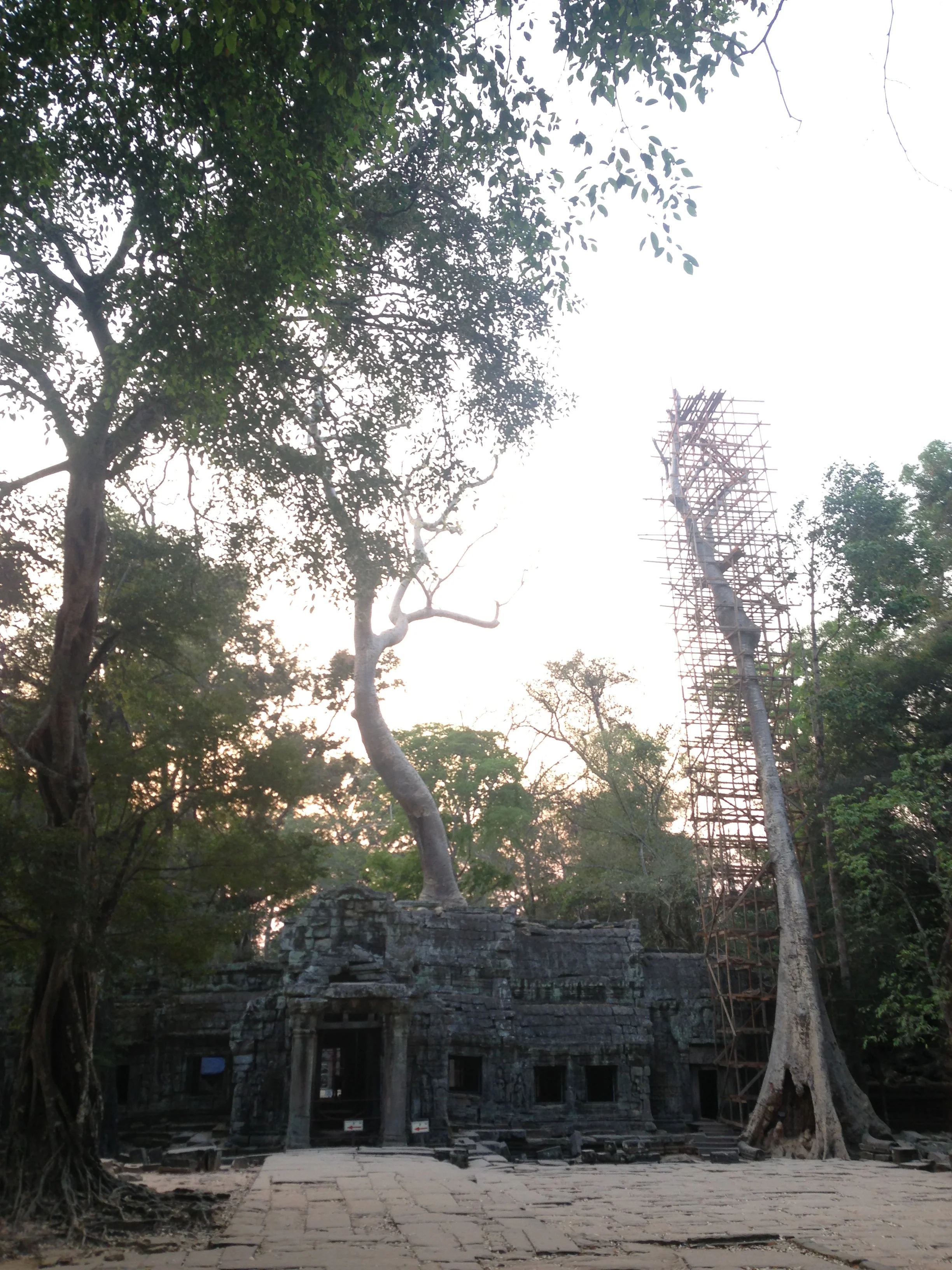 Angkor Wat Tree Braces.JPG