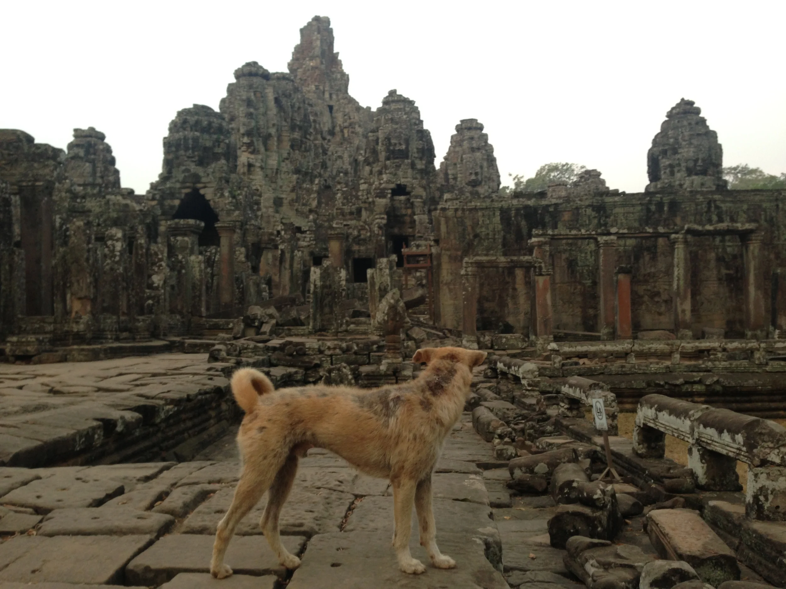 Dog watch Angkor.JPG