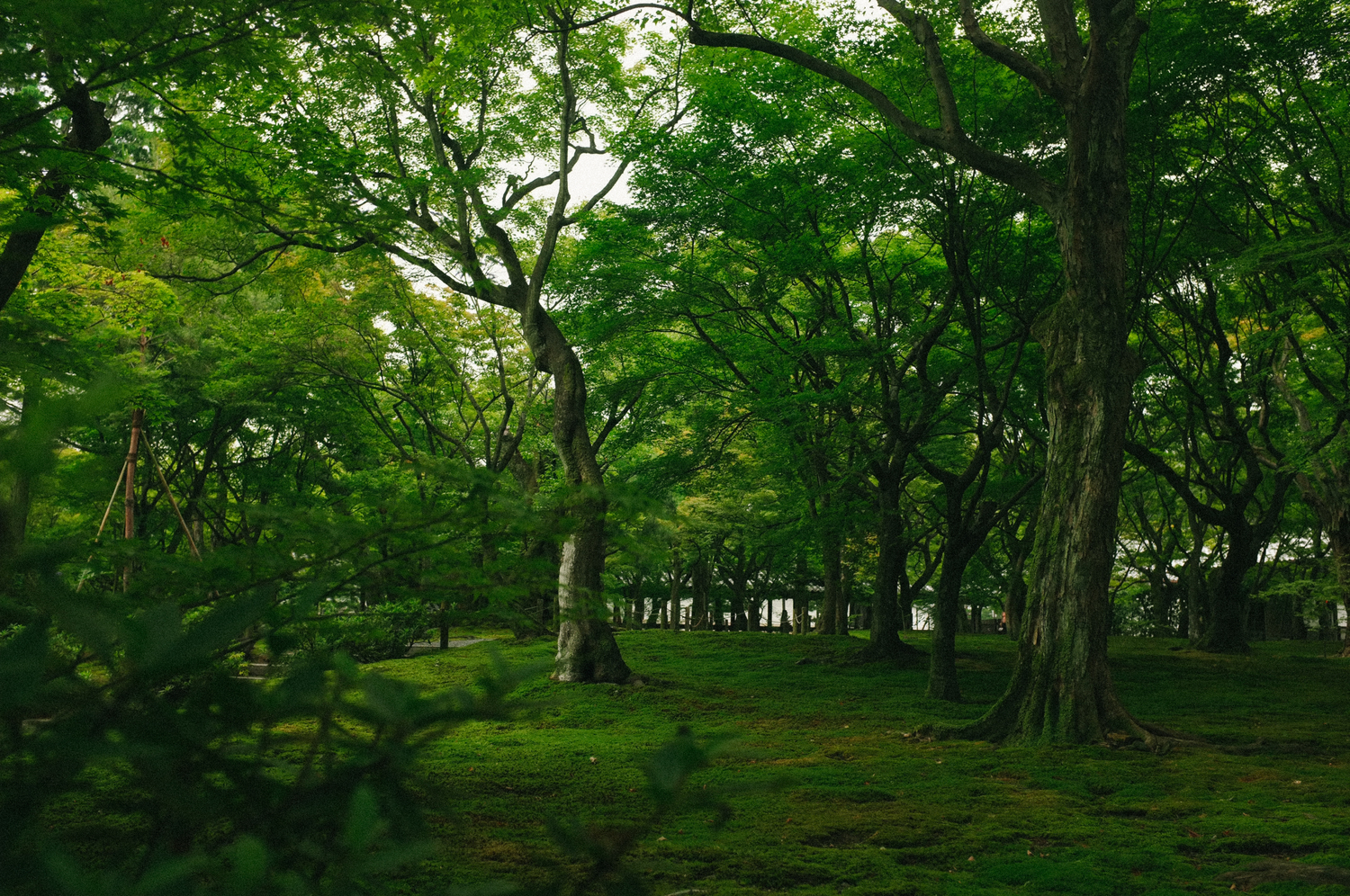 MarBoswell_Japan_010.jpeg
