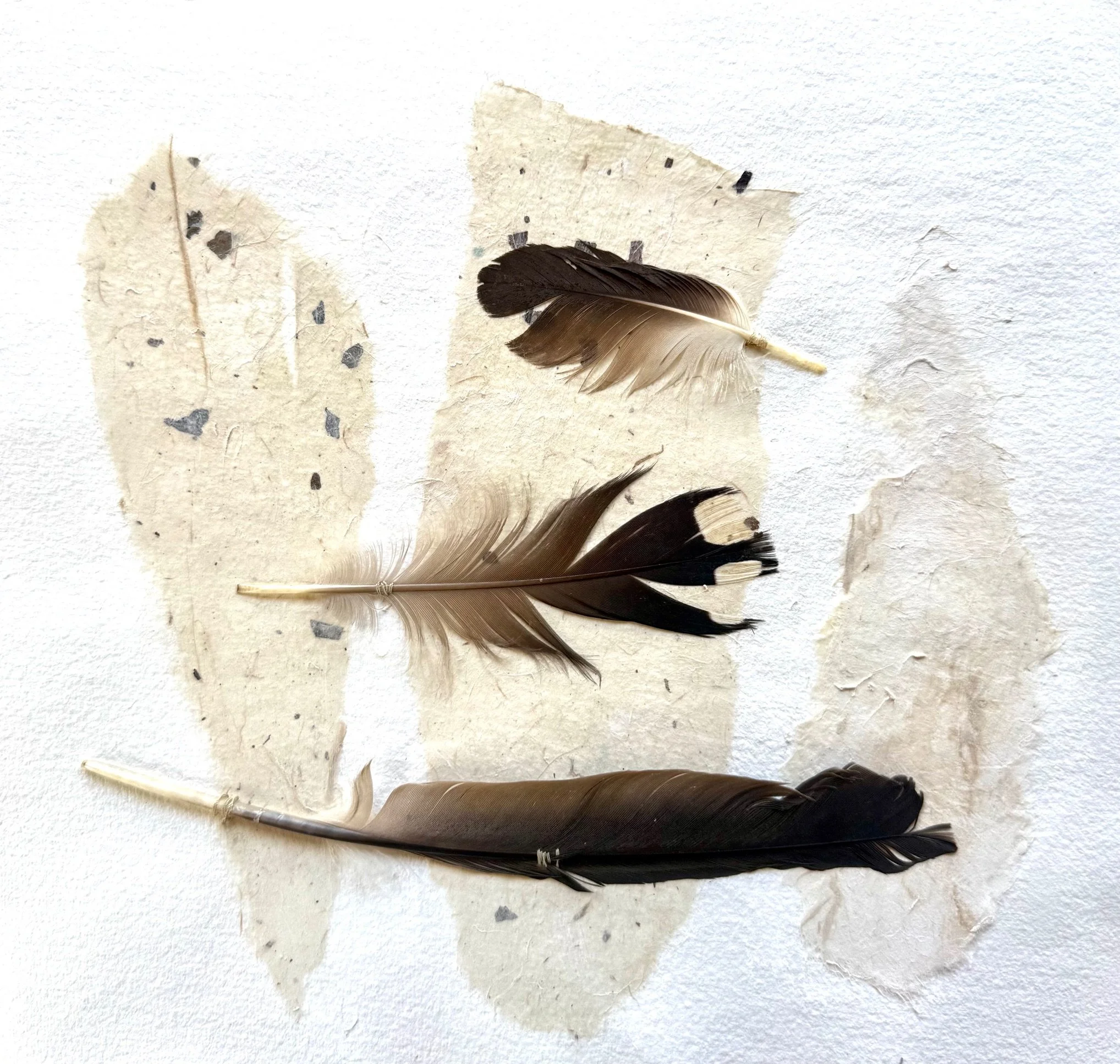 Feathers in Flight