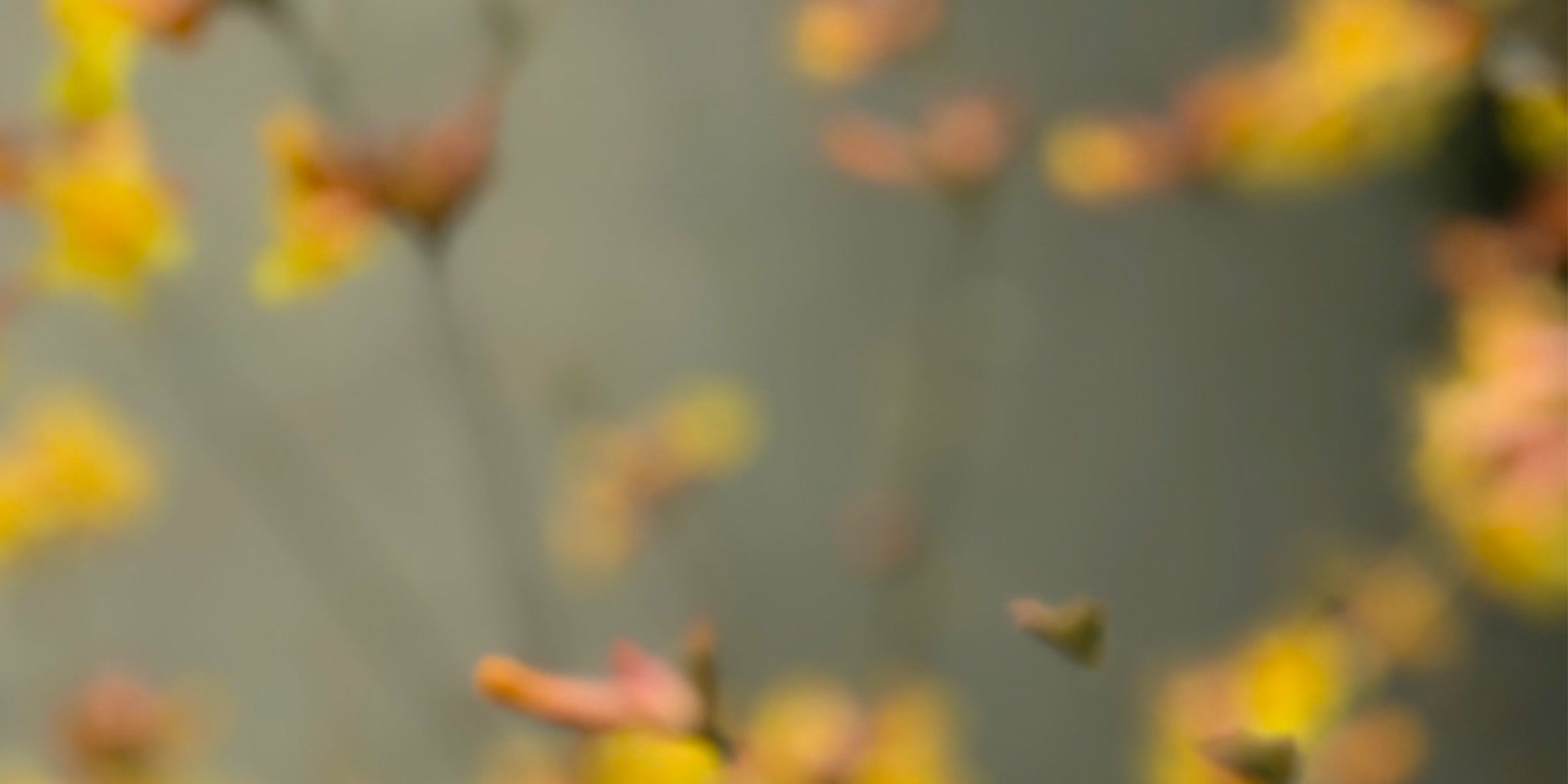 Banner--yellow.jpg