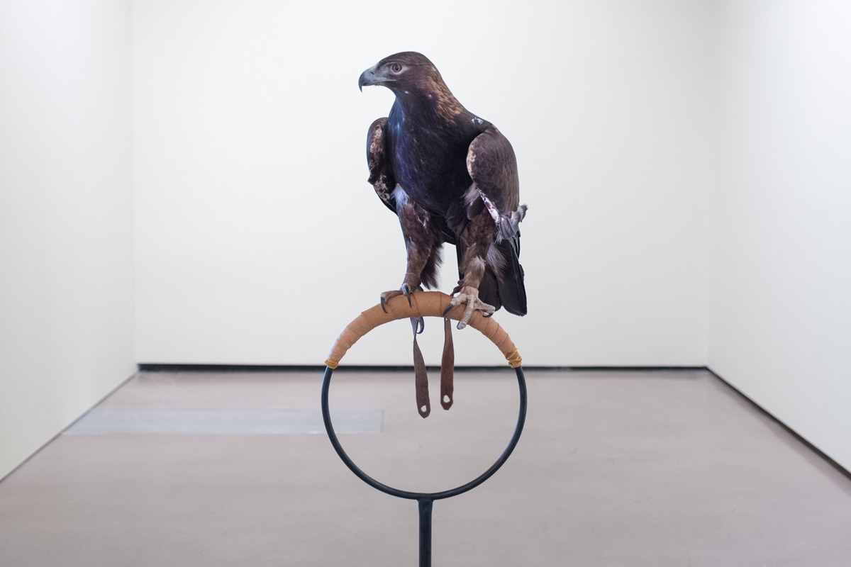 naturalia_joo_hustwit_eagle1_72.jpg