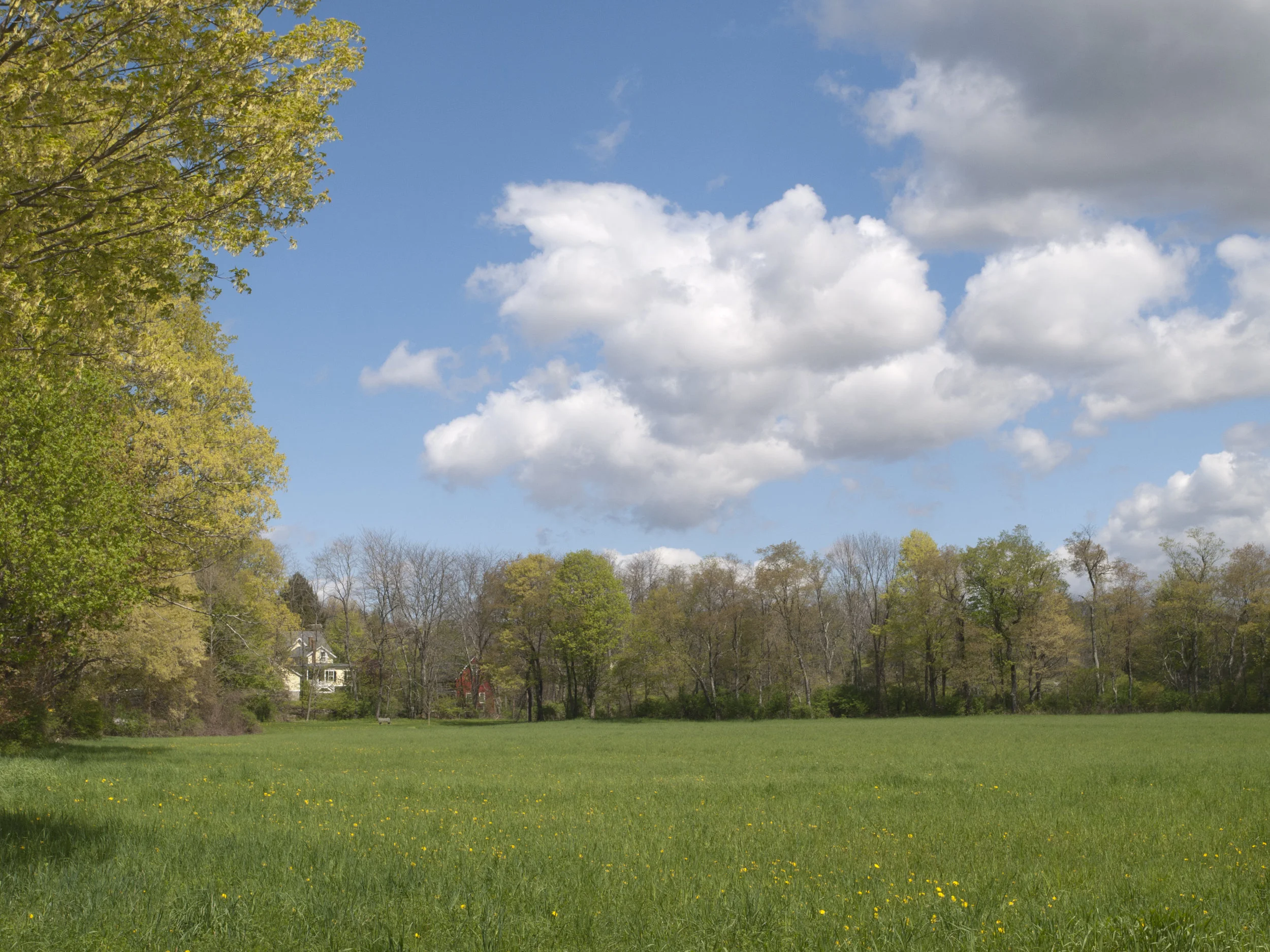 Stiles Meadow, East or West? Separate from other 2 by Anne Day.jpg