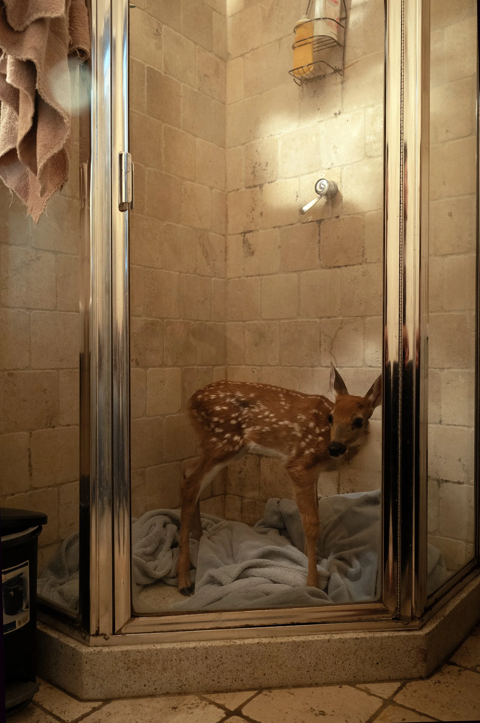 Fawn in Shower.jpg