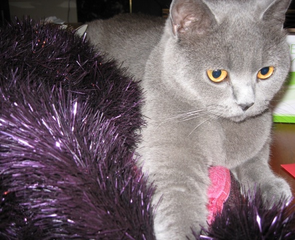All About Pet Care_Betty Tinsel_Best Pic_Net.jpg