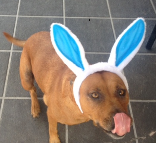 All About Pet Care_Easter Bunny Jessie Rainbow_Net_Best.JPG