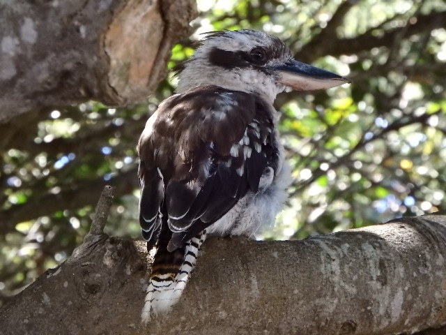 All About Pet Care_Kookaburra.JPG