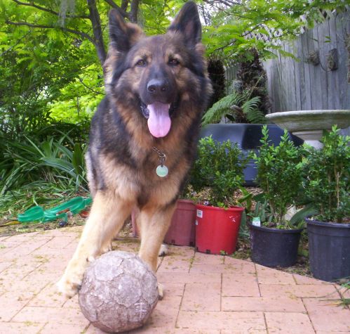 All About Pet Care_Saba Soccer Ball Pic_Best.jpg