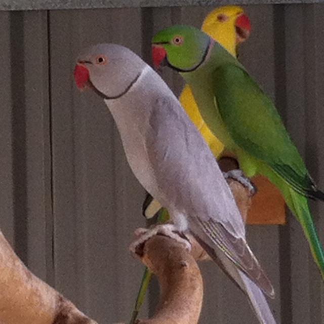 Indian Parrots_St Helens Country Cottages.JPG