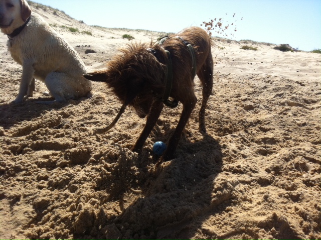 "Bindi" at Redhead Beach ... what a ball we had !