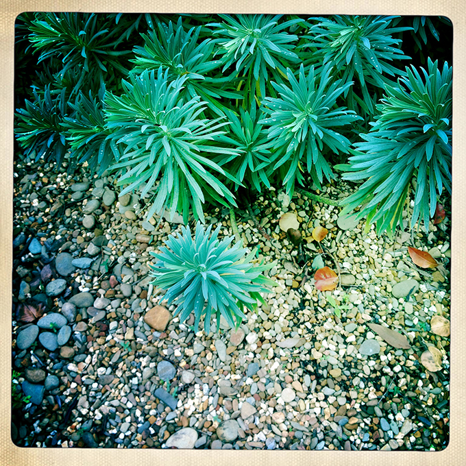 IMG_1896_Euphorbia characias subsp. wulfenii.jpg
