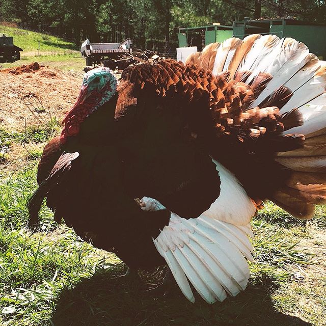 T-minus 20 hours... you&rsquo;re going DOWN, bird!
.
Hope everyone gobbles til they wobble tomorrow. I know I will 🙋🏼&zwj;♀️
.
Also, thanks to this proud turkey we met this Spring for being my model...😂