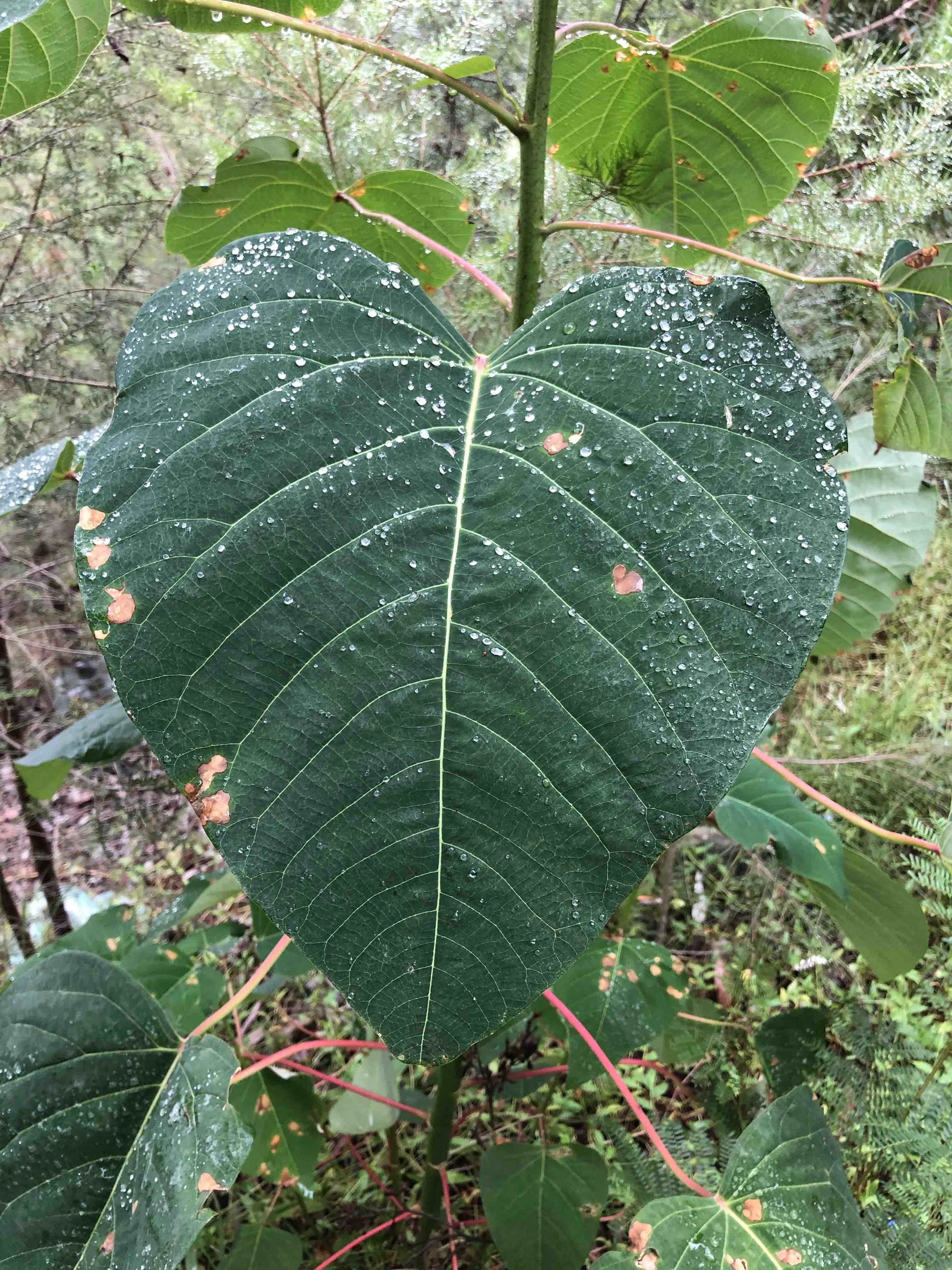 Heart leaf.jpg