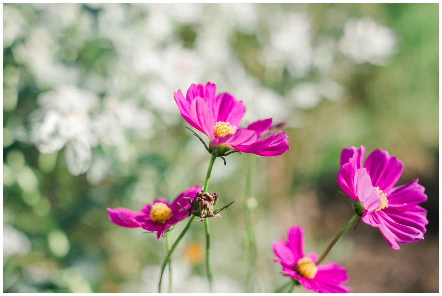 floral foraging_lubbock wedding stylists_010.jpg