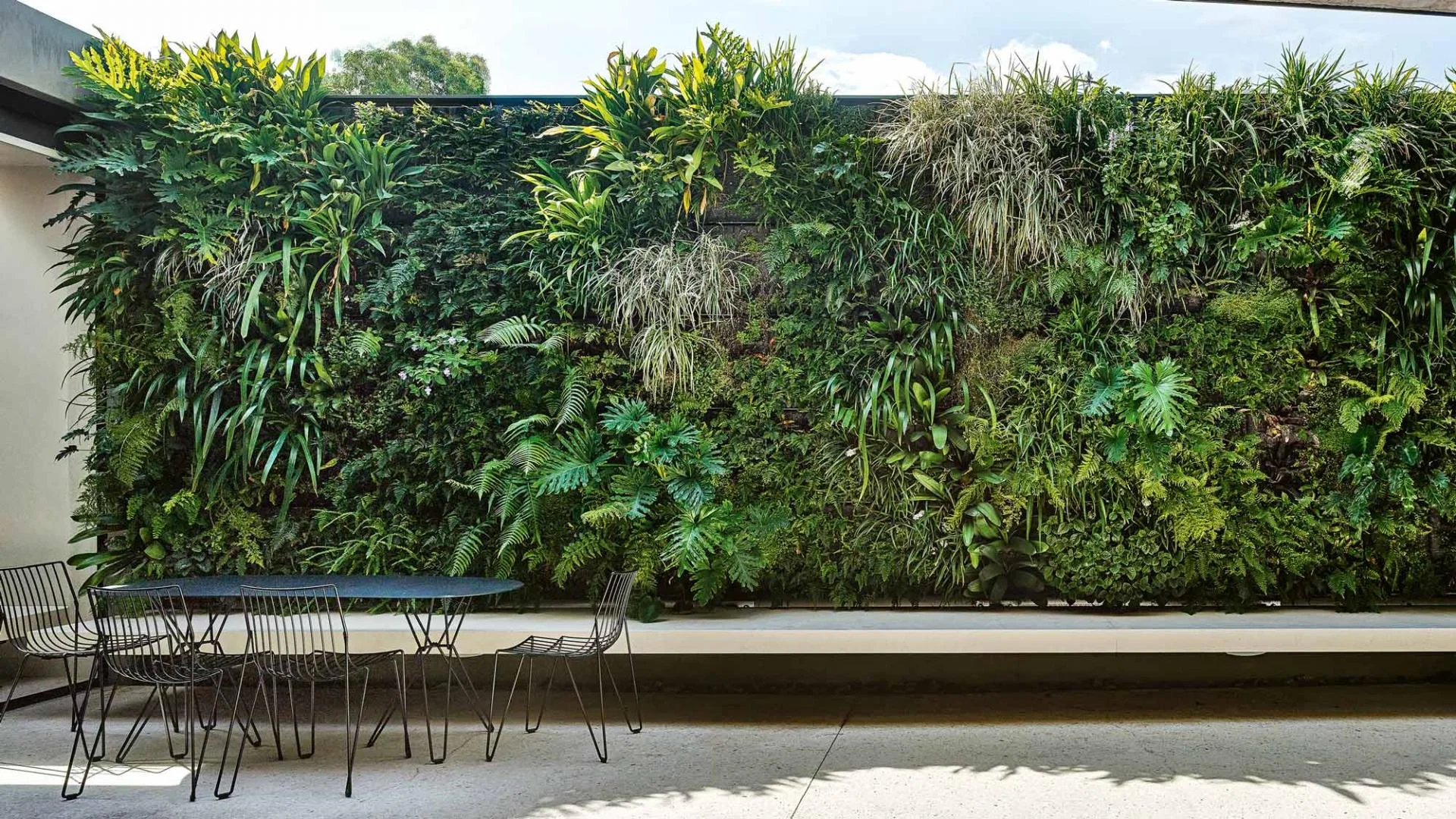 Large wall suitable for full sun 