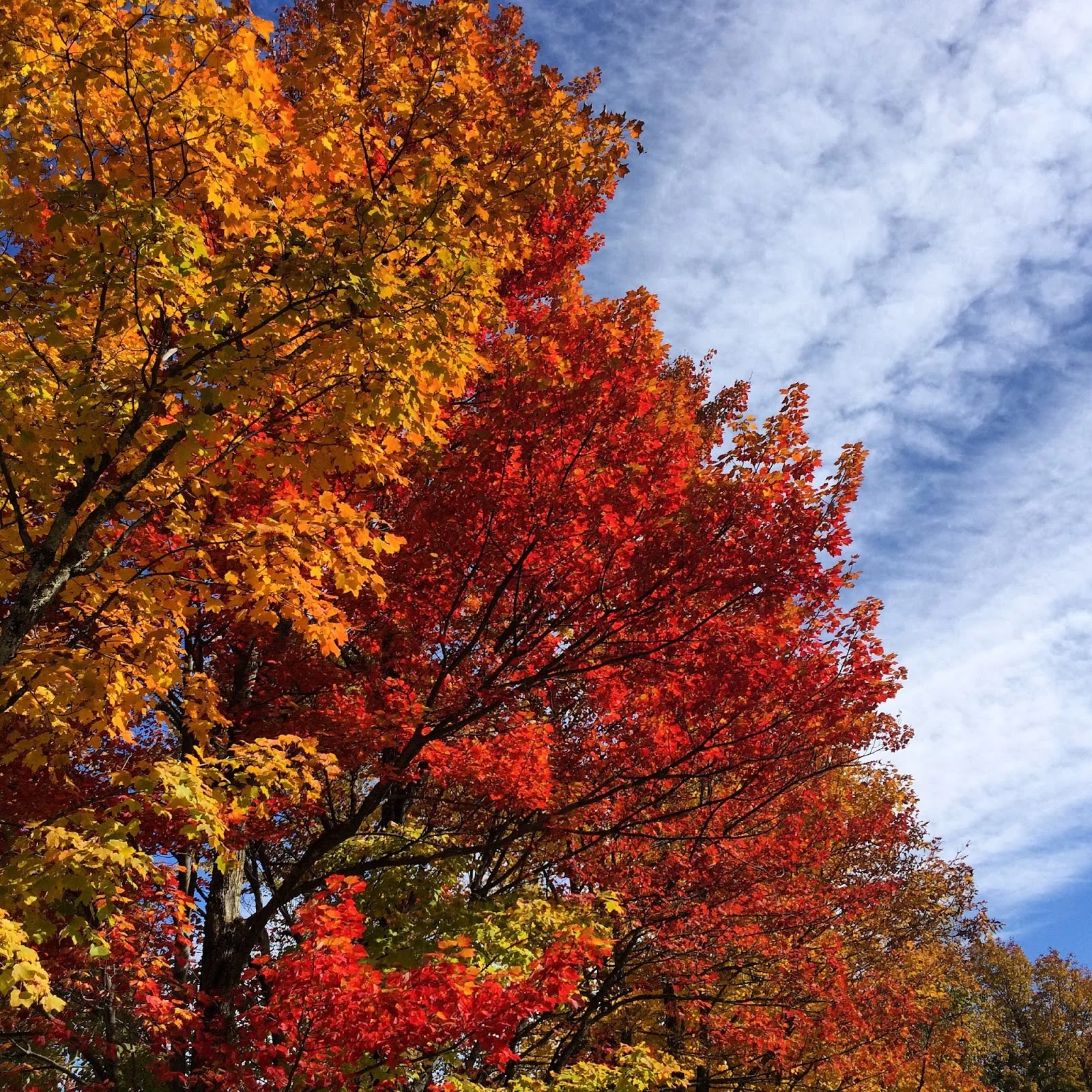 Leaf Peeping in Vermont