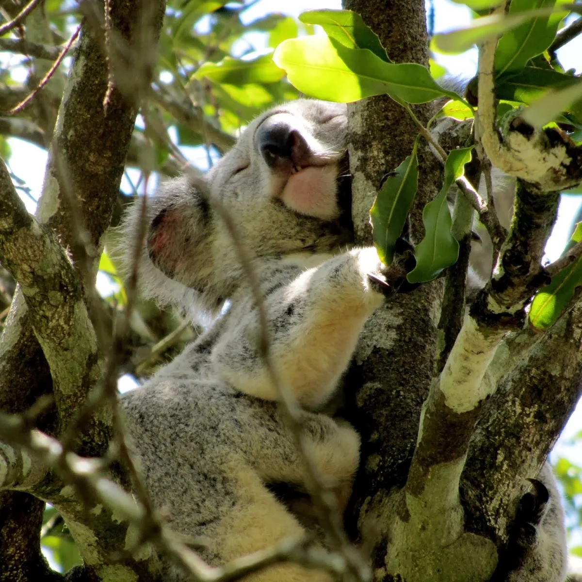 Koalas and Kangaroos and Wombats Oh My! 