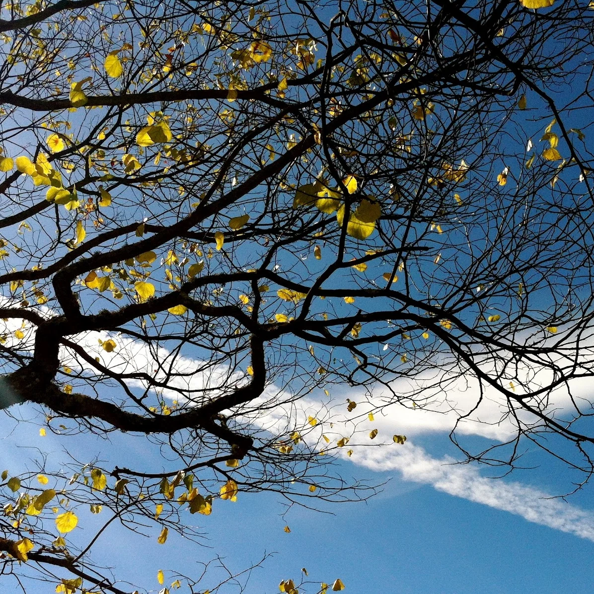 Exploring SF: Hayes Valley