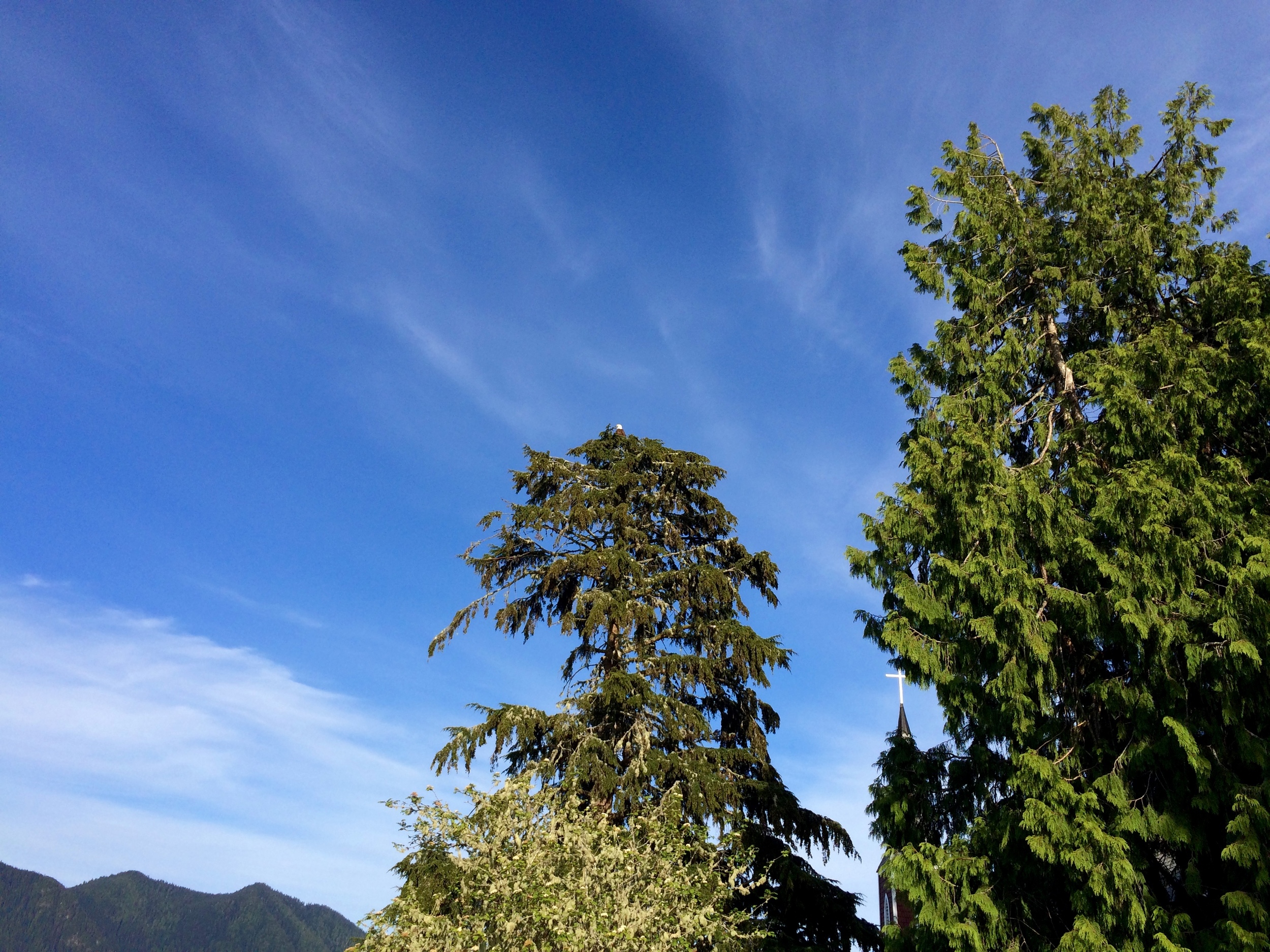 Bald eagles chillin' in trees