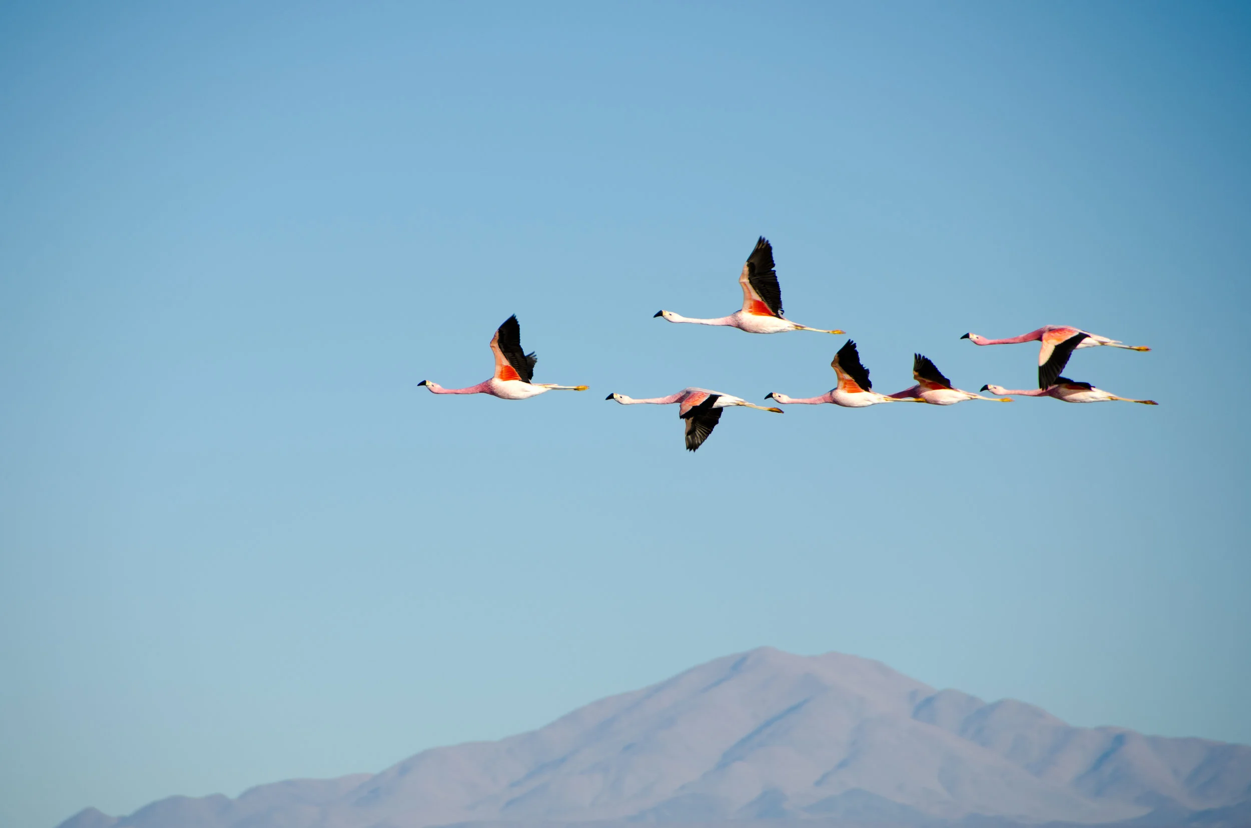 Pink flamingo