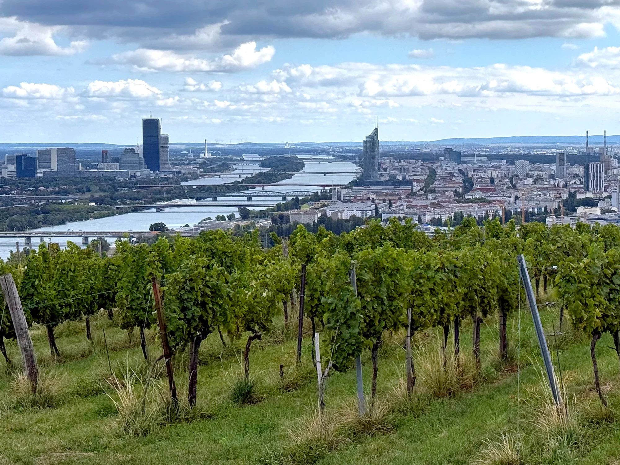 Vineyards on the Edge of Town
