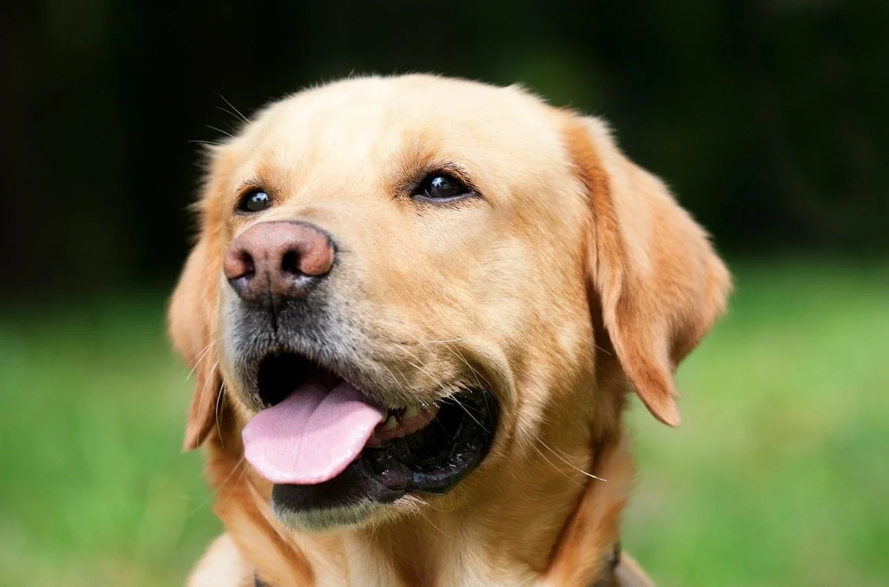 Animal Communication Class with Sherl Salyer 