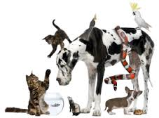 Animal Communication