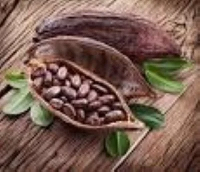 Cacao Ceremony