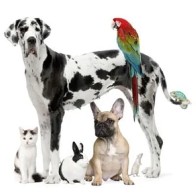 Animal Communication