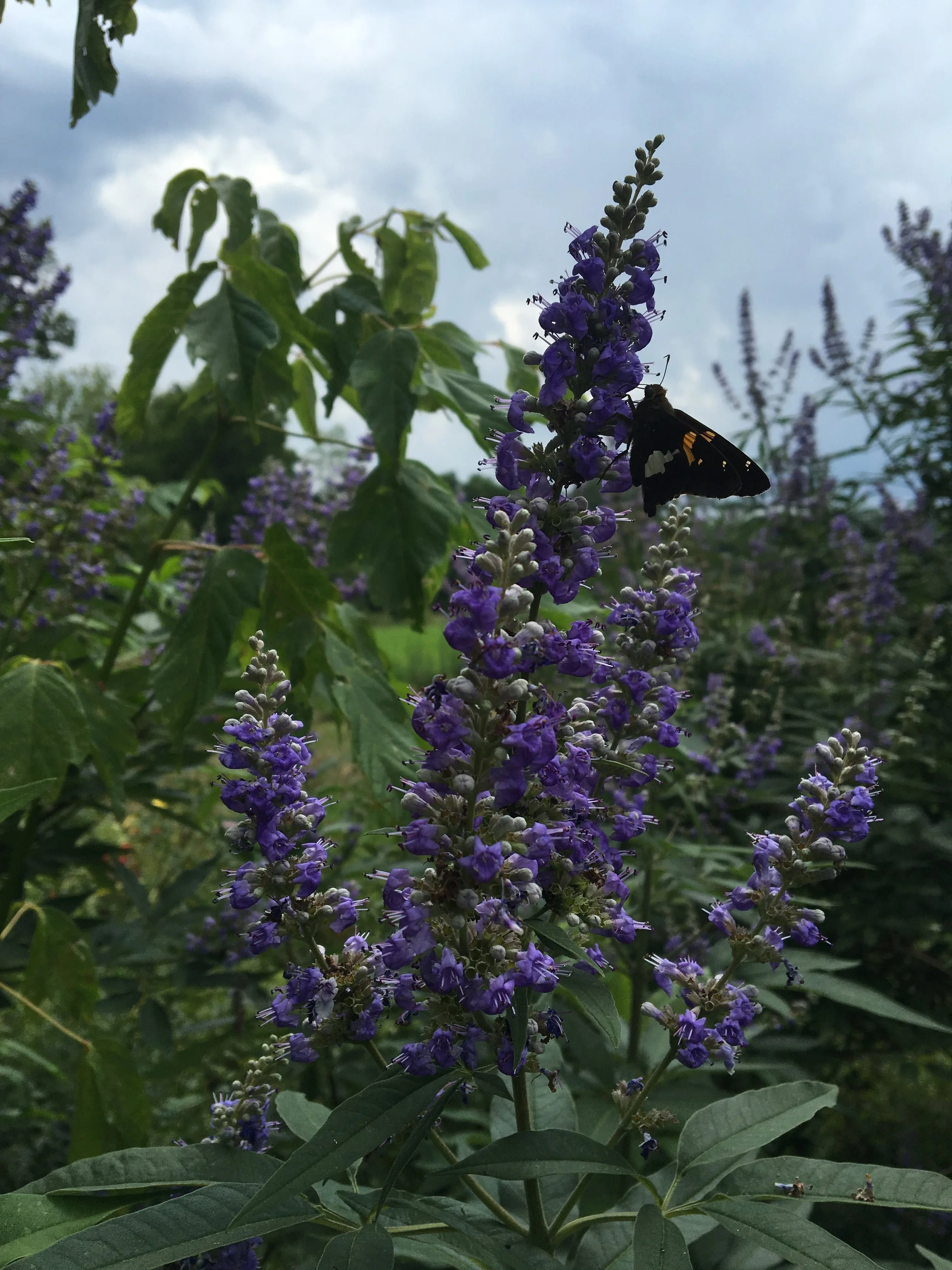 vitex.jpg