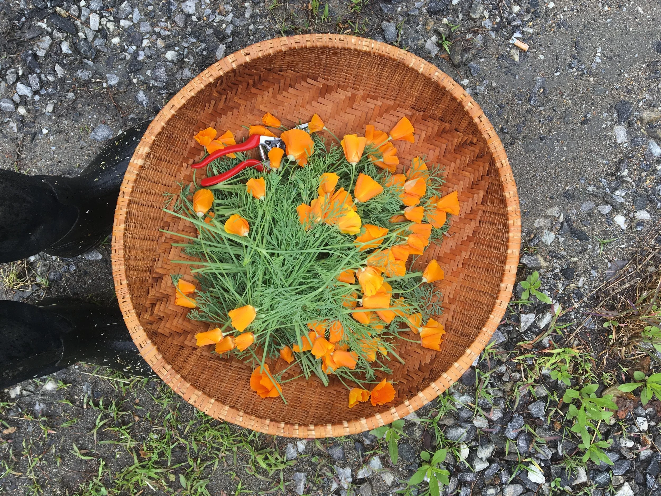 californiapoppy.jpg
