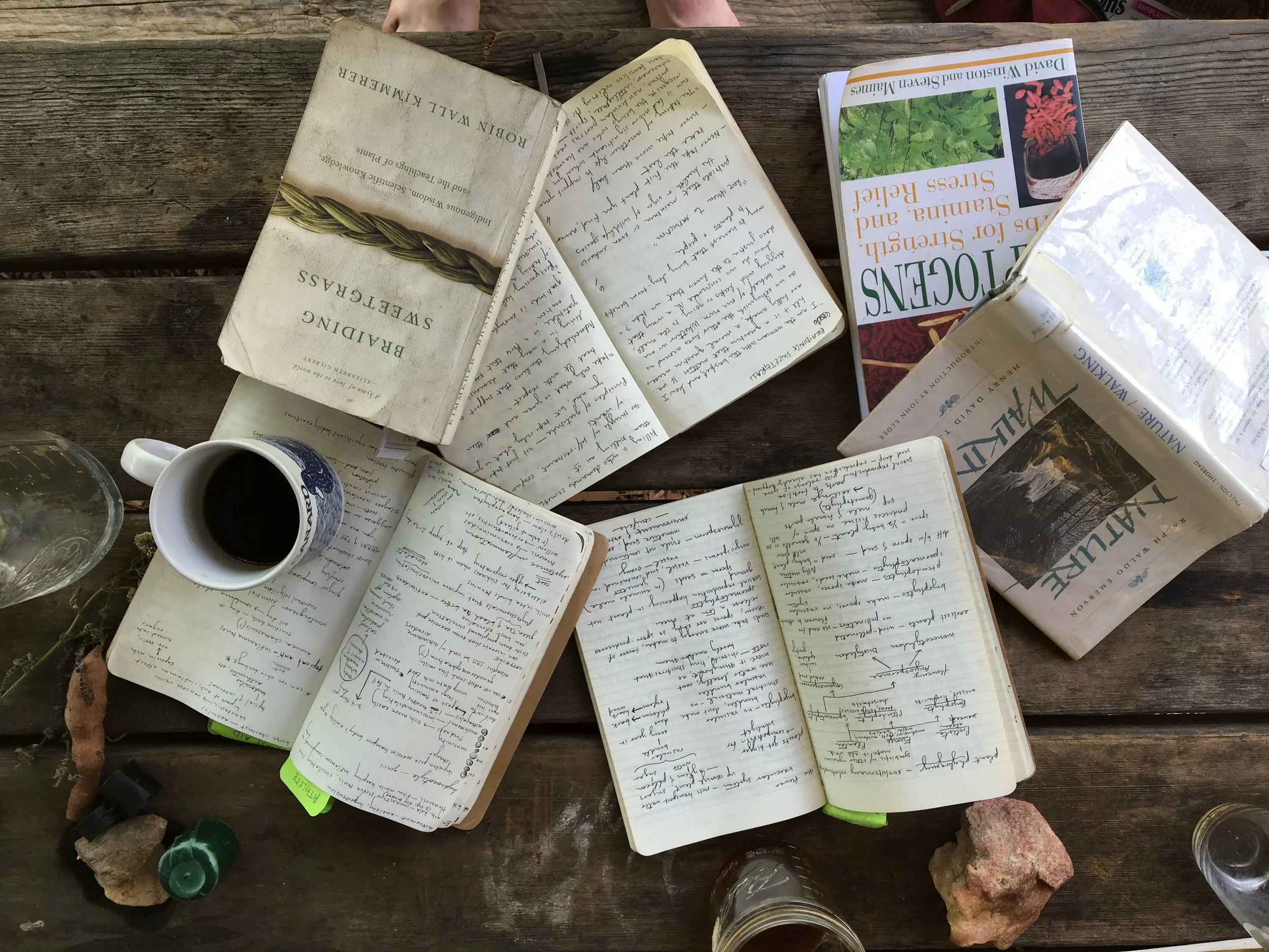 Picnic table prep for a week of teaching at the Blue Ridge School of Herbal Medicine and the Firefly Gathering, North Carolina summer 2016