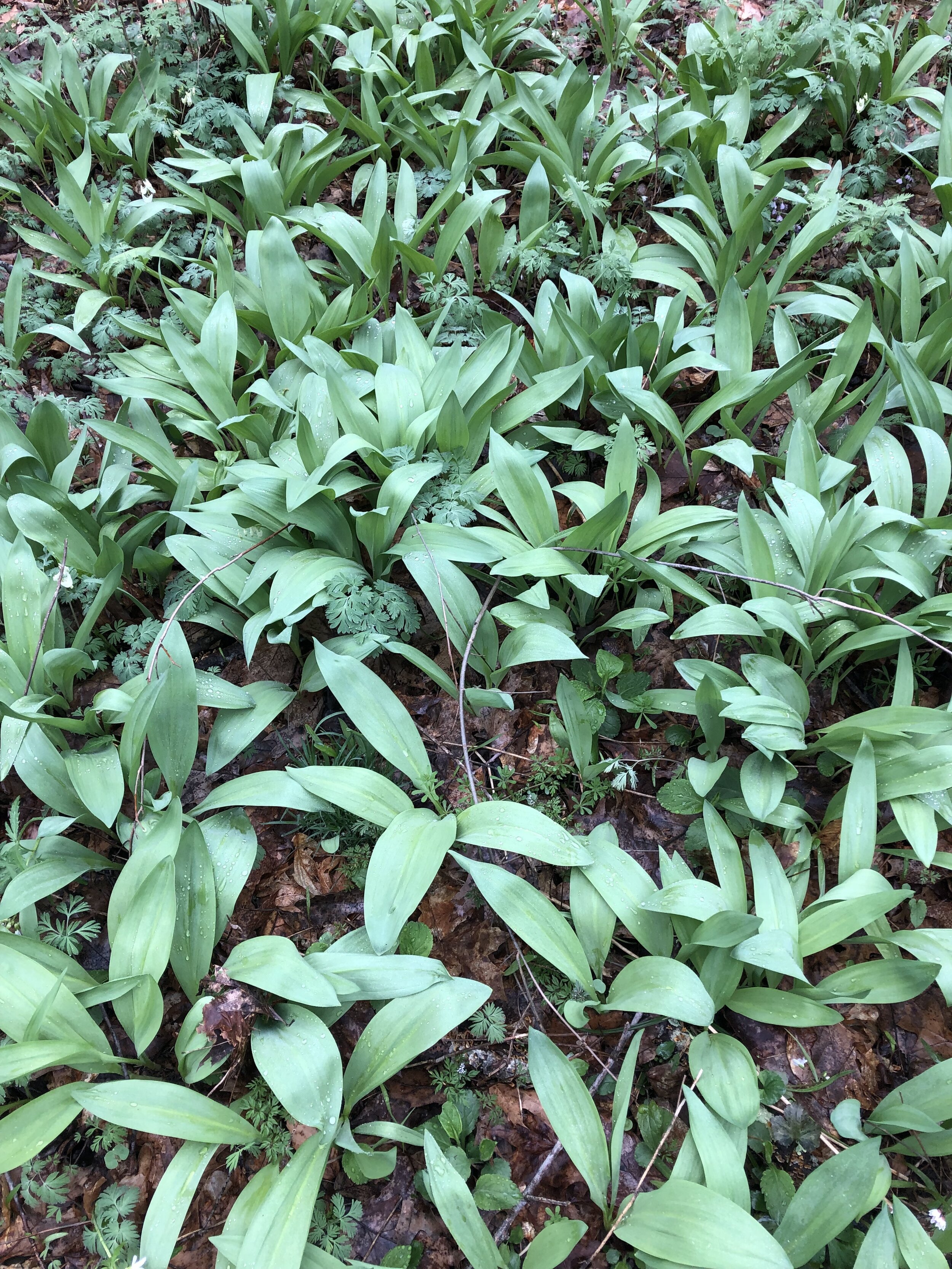 ramps with dicentra.jpg