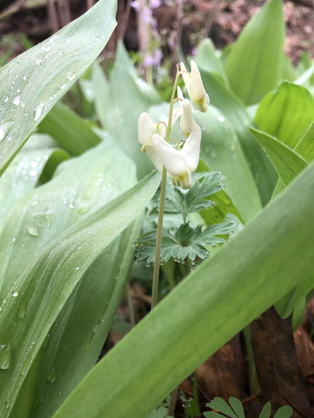 ramps with dicentra3.jpg