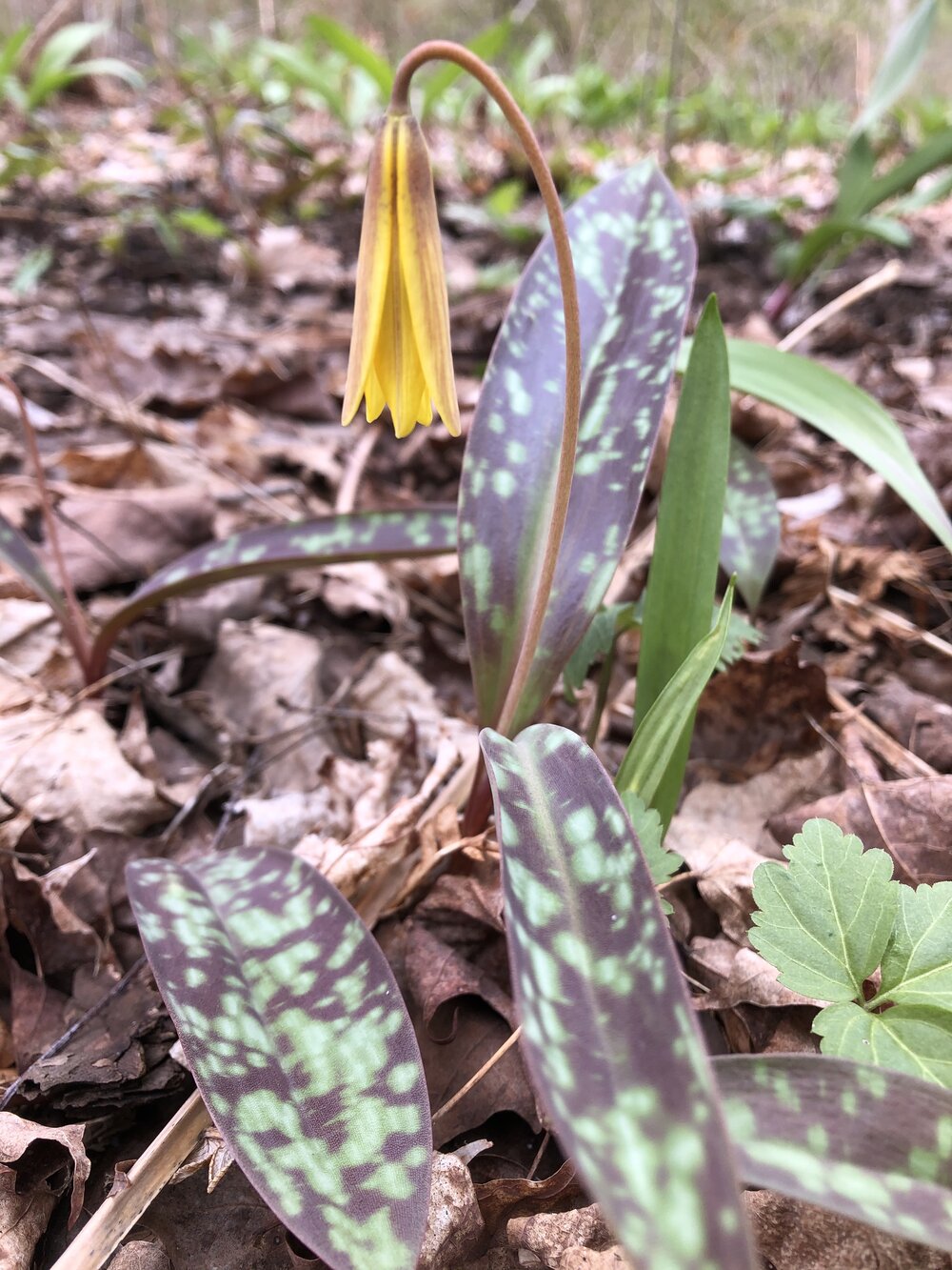 trout lily.jpg