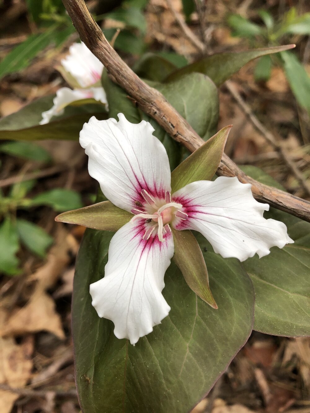 painted trillium.jpg