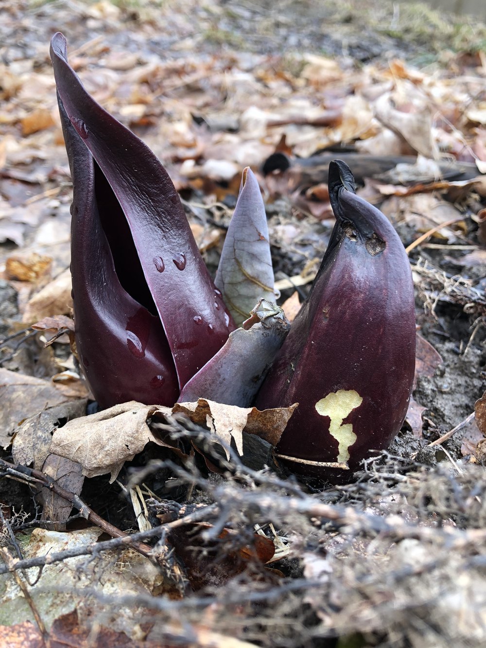 skunk cabbage11.jpg