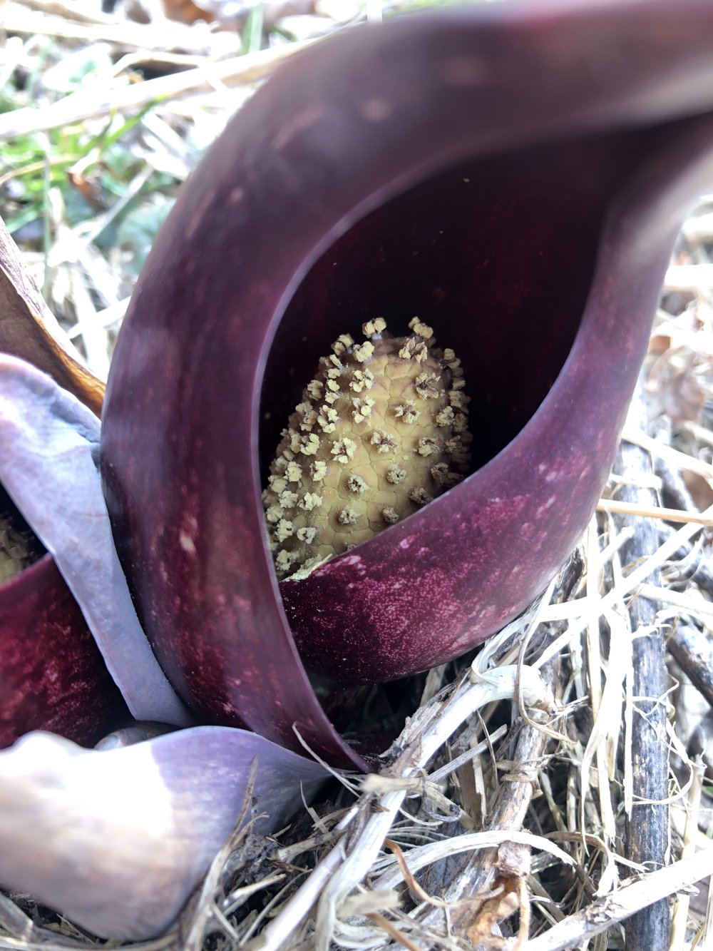 skunk cabbage7.jpg