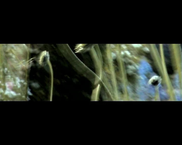 MEADOW 4.jpg
