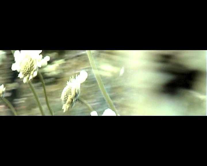 MEADOW 3.jpg