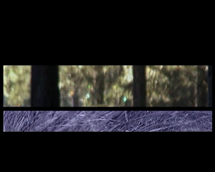 3.faux terrain 2001.jpg
