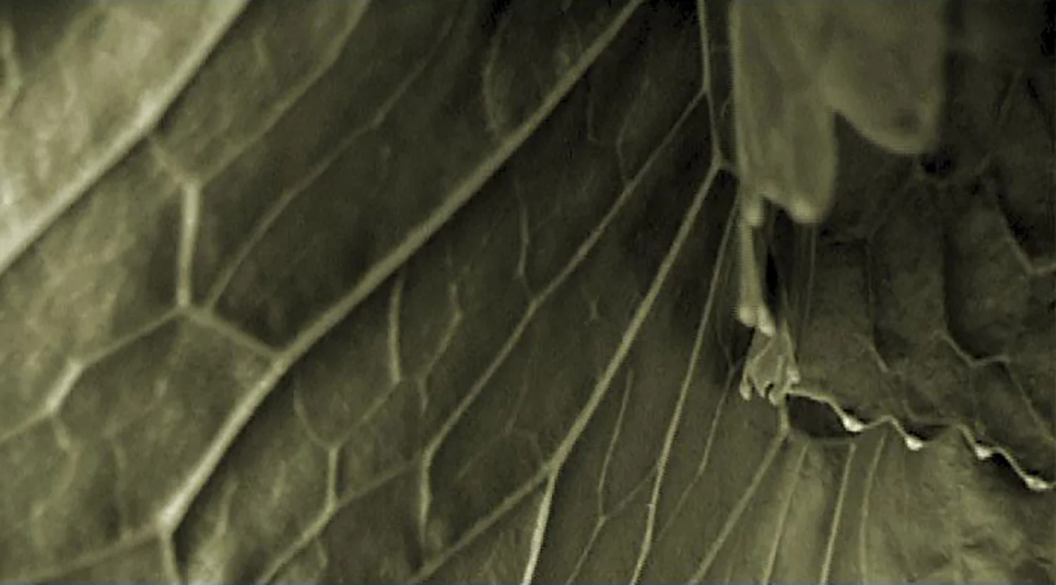 8.Memoirs of a Beekeeper.jpg
