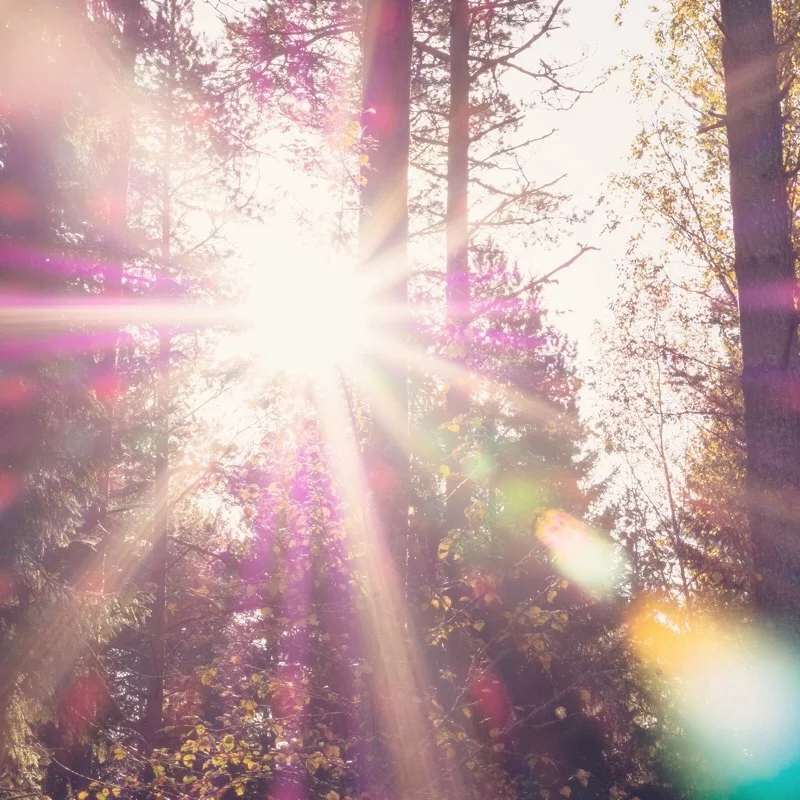 Forest Sunshine.jpg