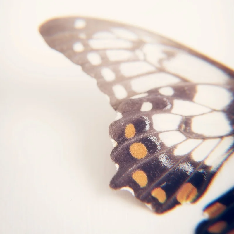 Butterfly Wing.jpg
